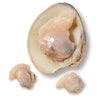 Baby Clam